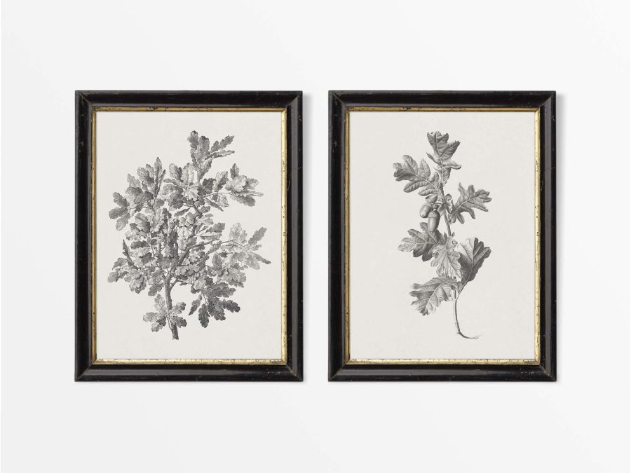 Oak Sketches (Set of Two) Vintage Art Prints