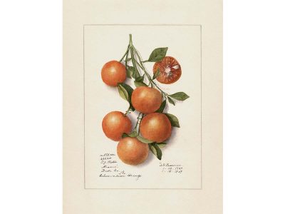 Orange II Vintage Art Print