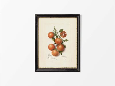 Orange II Vintage Art Print