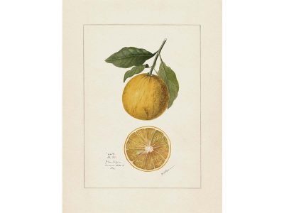 Orange III Vintage Art Print