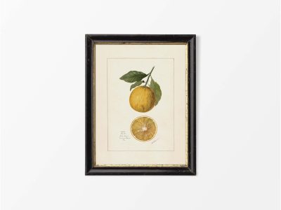 Orange III Vintage Art Print