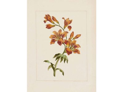 Orange Lily Vintage Art Print