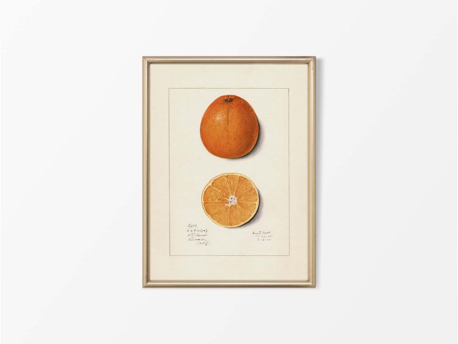Orange Vintage Art Print