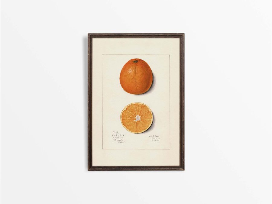 Orange Vintage Art Print