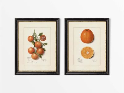 Oranges (Set of Two) Vintage Art Prints