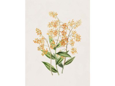 Orchid I Vintage Art Print