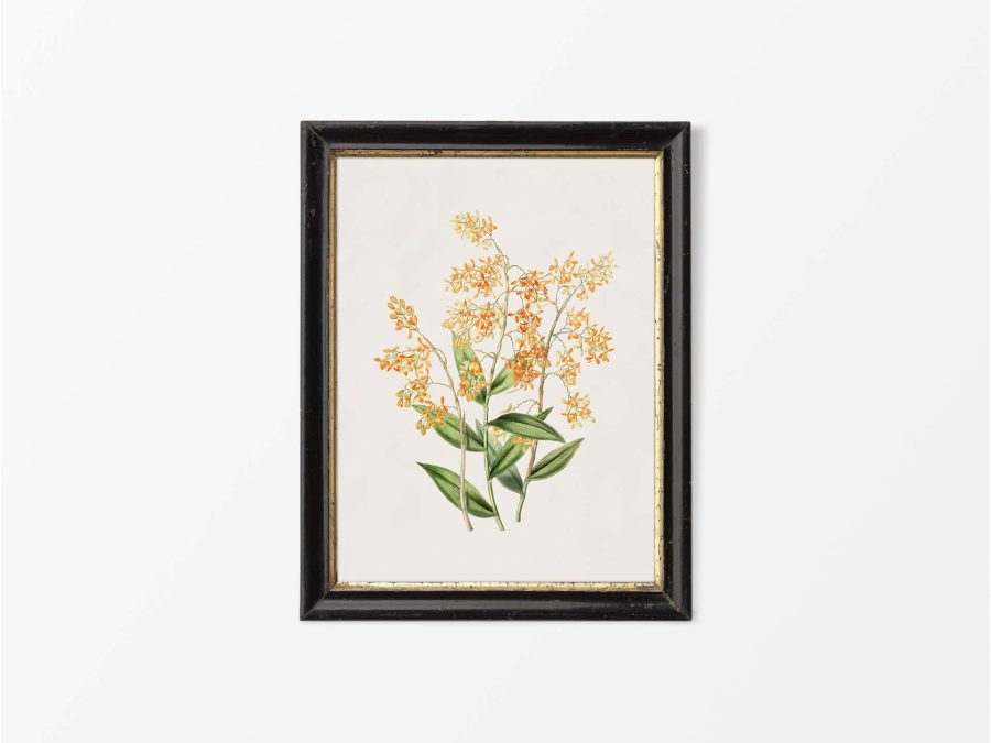 Orchid I Vintage Art Print