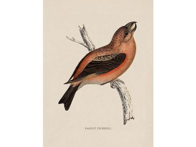 Parrot Crossbill Vintage Art Print