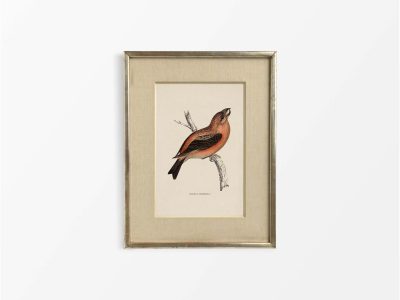 Parrot Crossbill Vintage Art Print