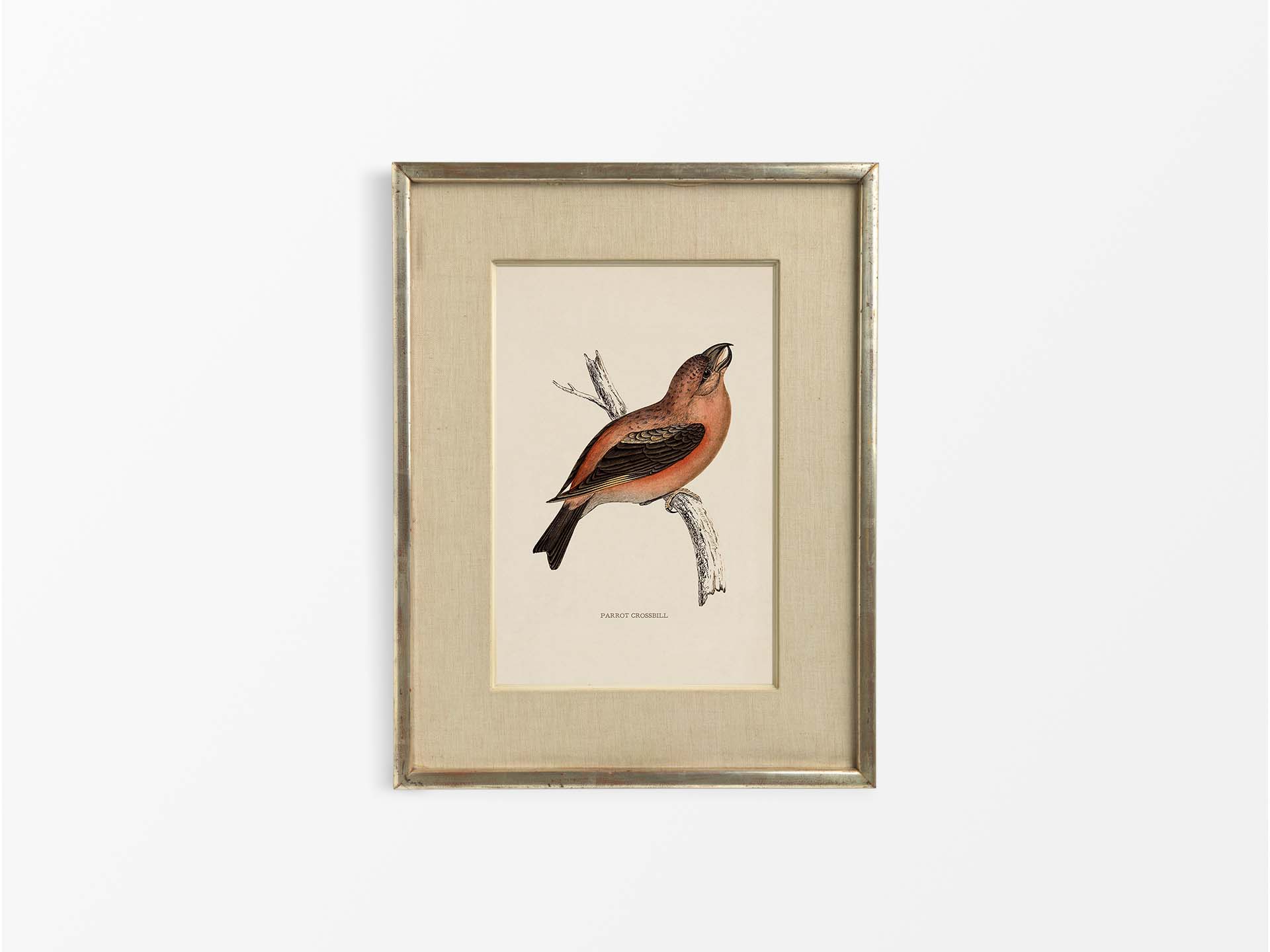 Parrot Crossbill Vintage Art Print