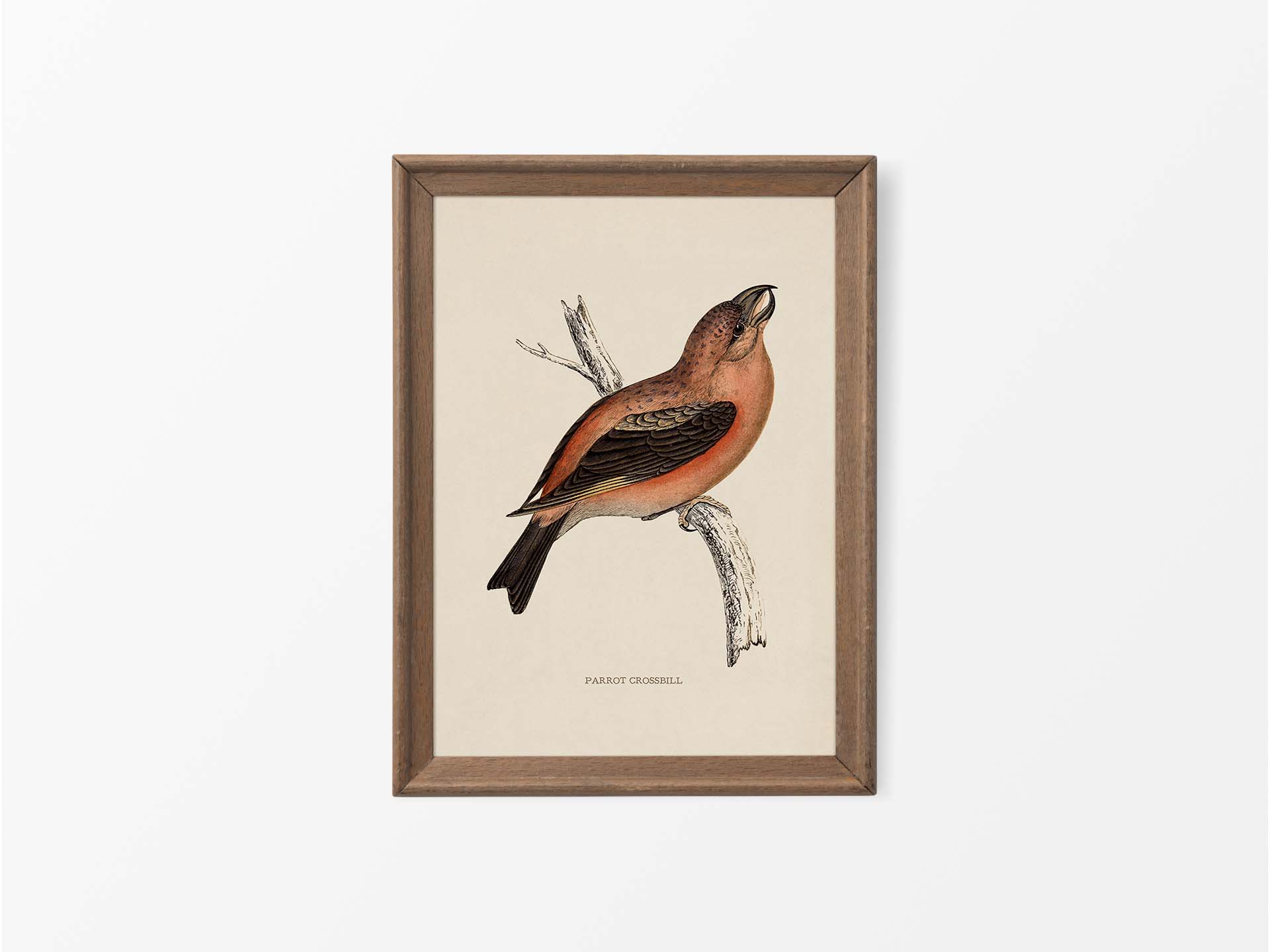 Parrot Crossbill Vintage Art Print