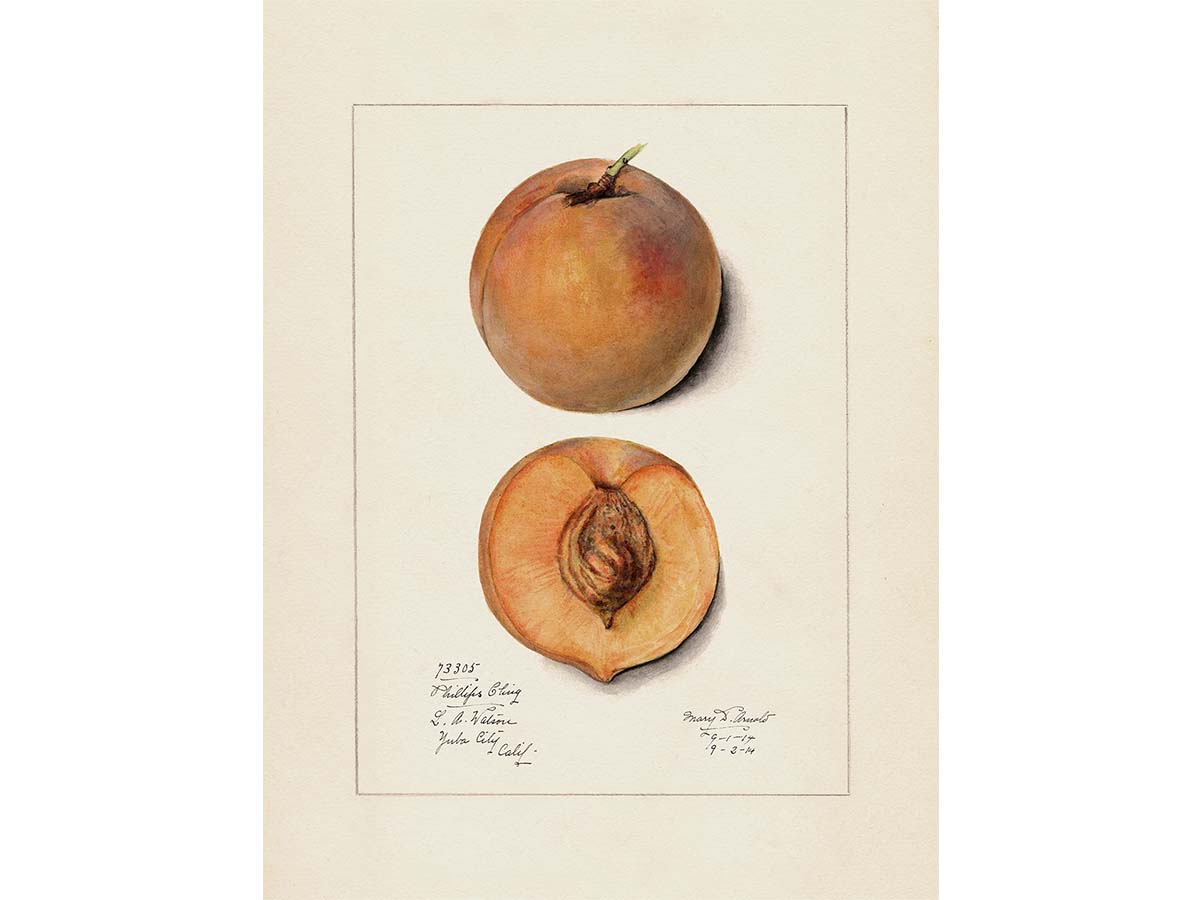 Peach II Vintage Art Print