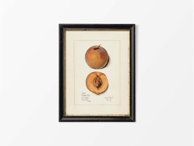 Peach II Vintage Art Print