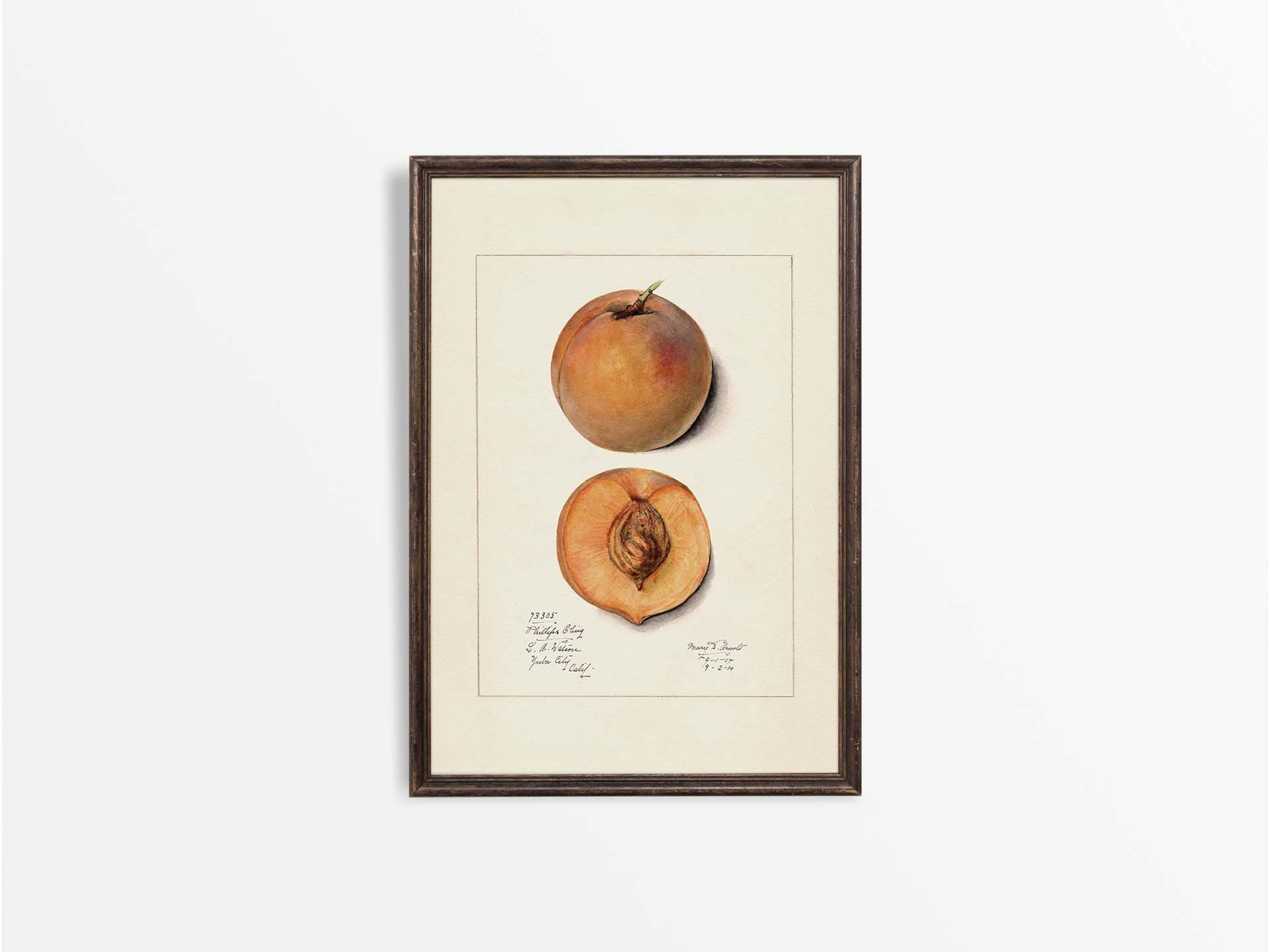 Peach II Vintage Art Print