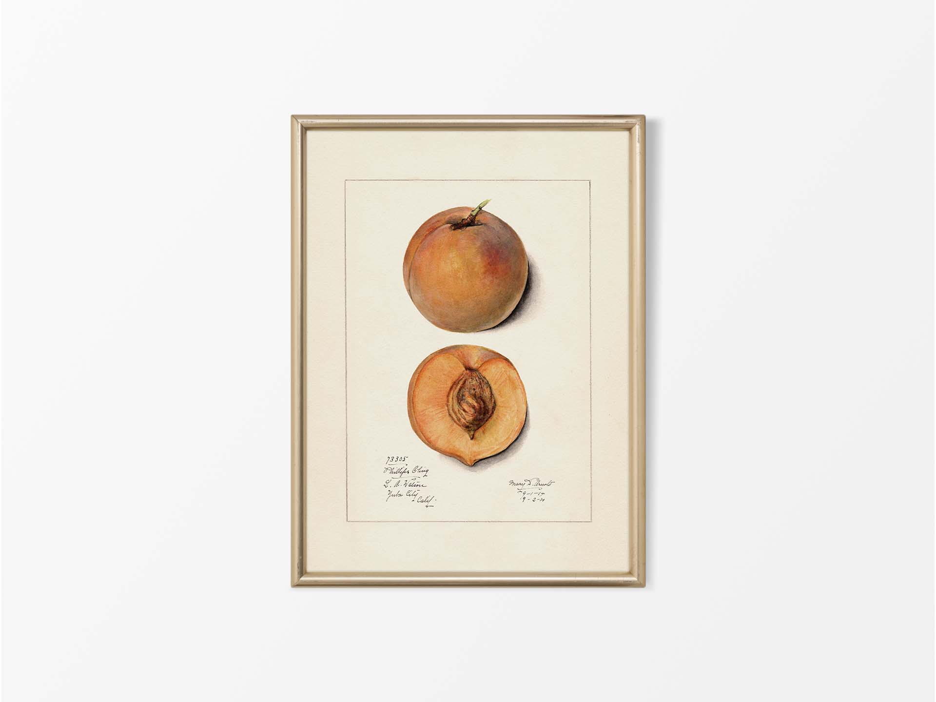 Peach II Vintage Art Print