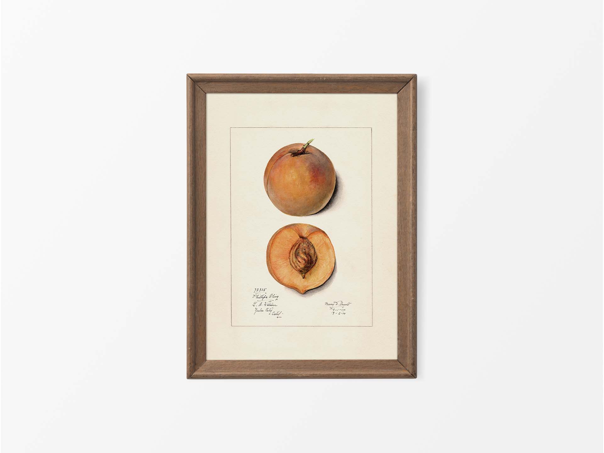 Peach II Vintage Art Print