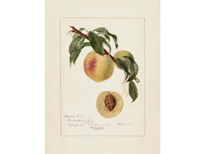 Peach III Vintage Art Print