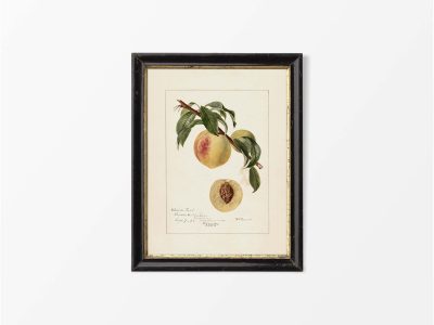 Peach III Vintage Art Print