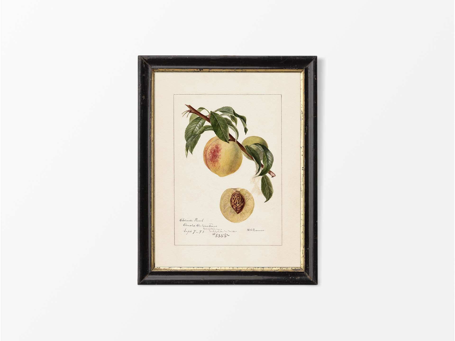 Peach III Vintage Art Print