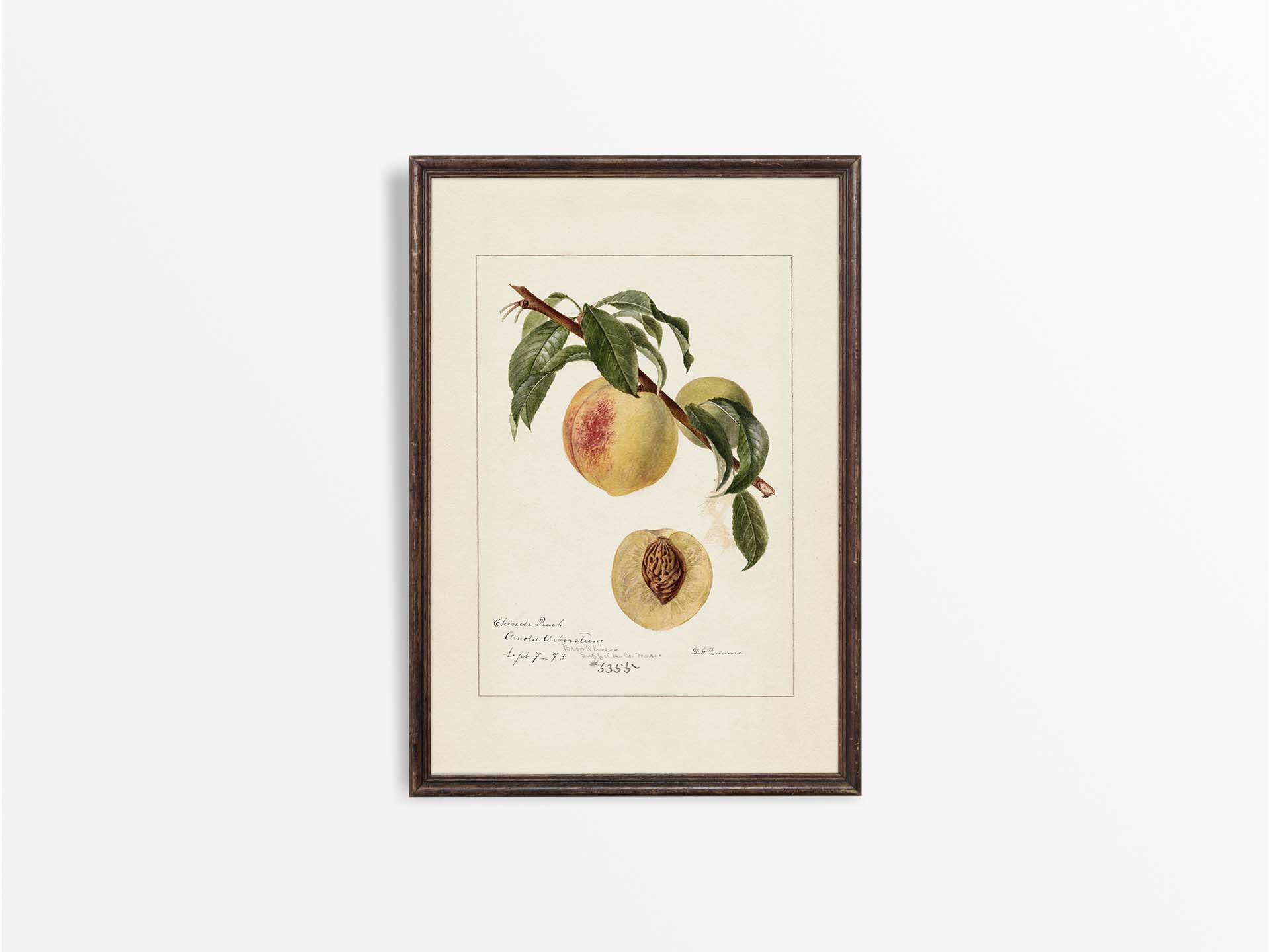Peach III Vintage Art Print