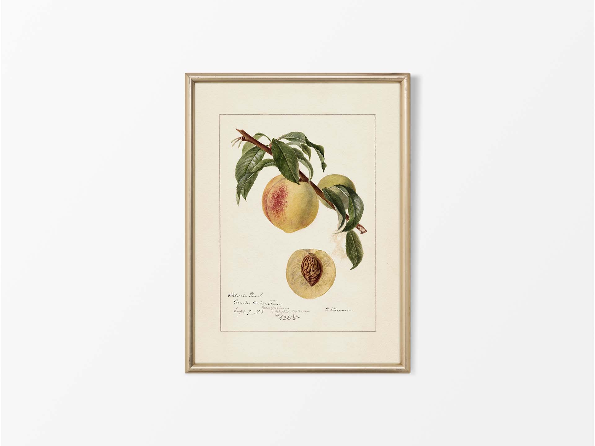 Peach III Vintage Art Print