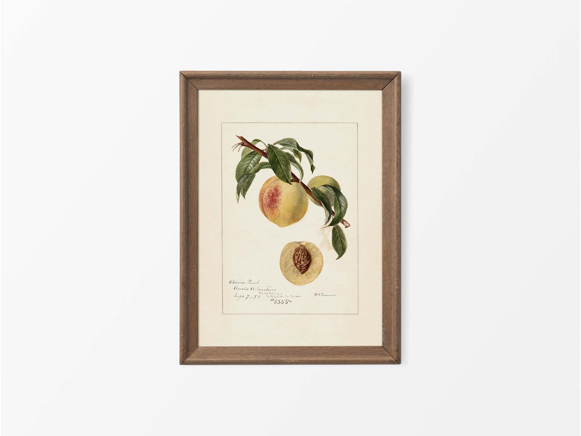 Peach III Vintage Art Print