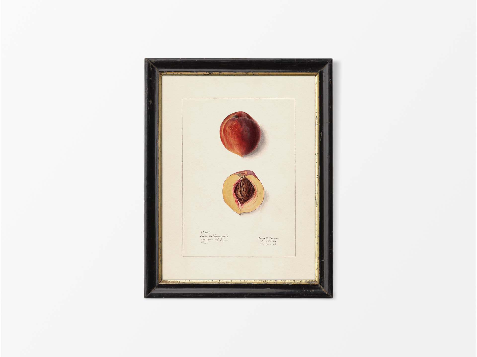 Peach IV Vintage Art Print