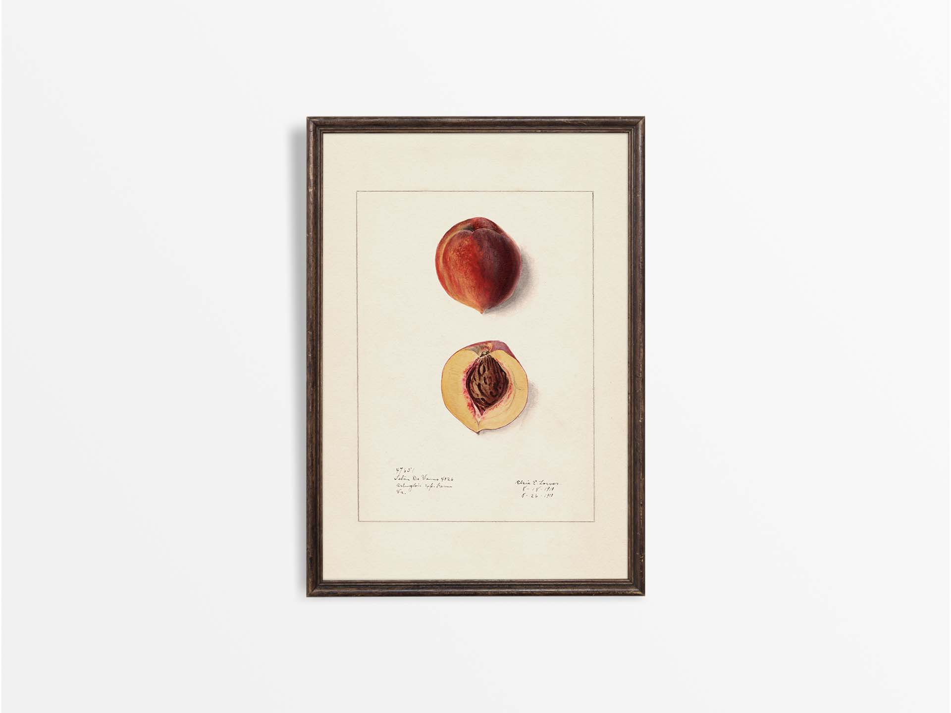 Peach IV Vintage Art Print