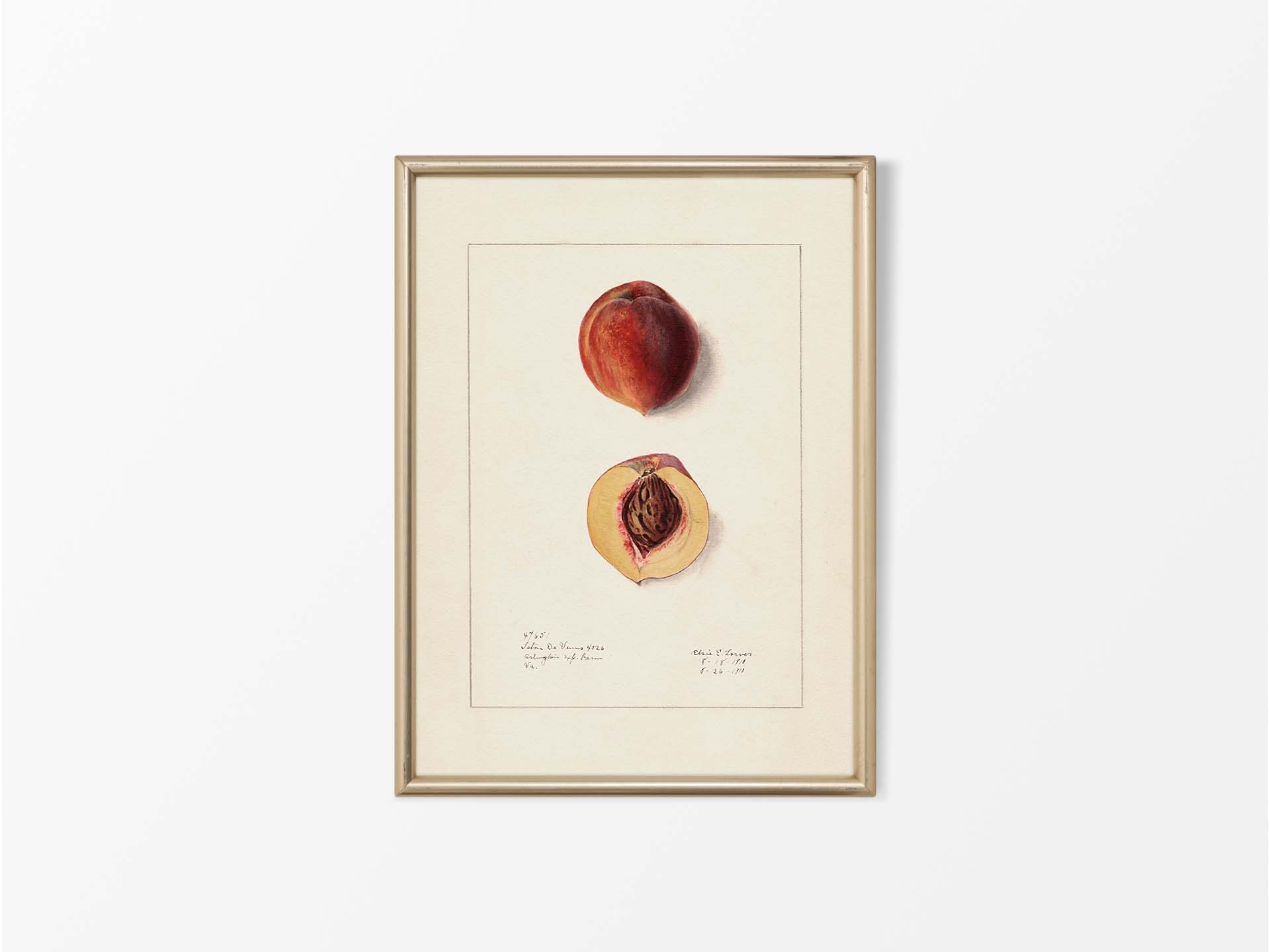 Peach IV Vintage Art Print