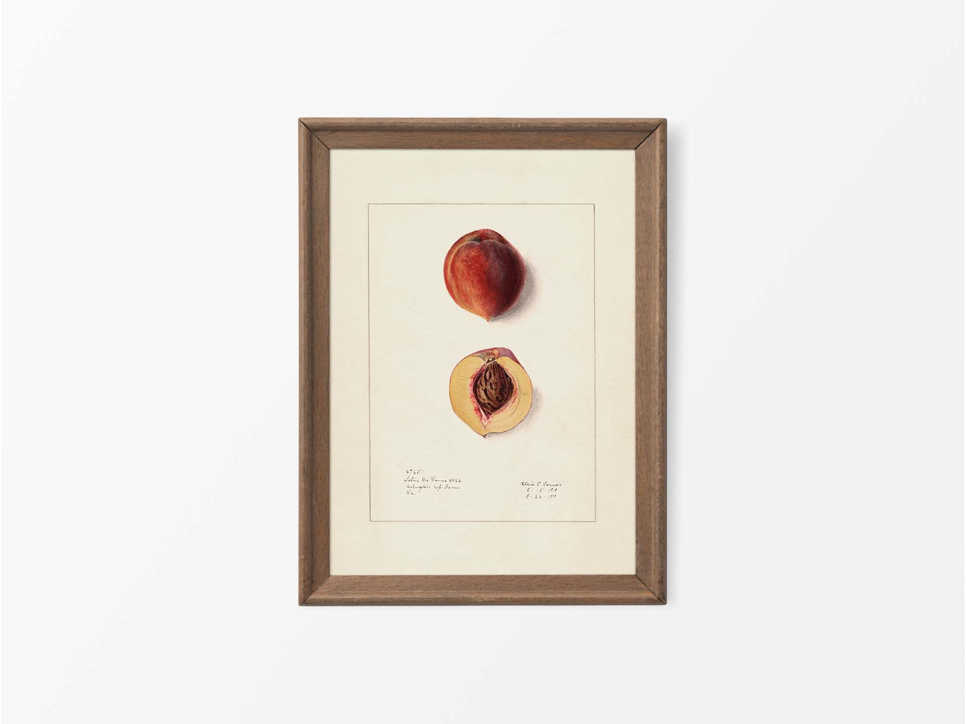Peach IV Vintage Art Print