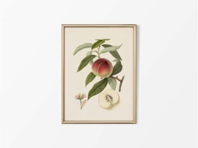 Peach La Galande Vintage Art Print