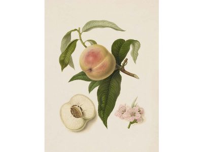 Peach La Noblesse Vintage Art Print