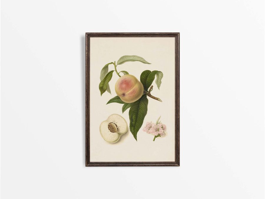 Peach La Noblesse Vintage Art Print