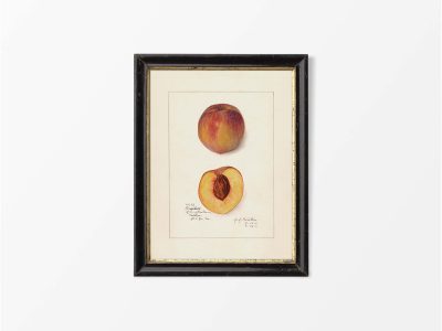 Peach Vintage Art Print
