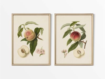 Peaches (Set of Two) Vintage Art Prints
