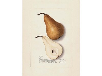 Pear III Vintage Art Print