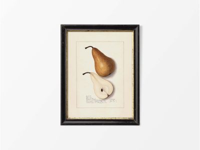 Pear III Vintage Art Print