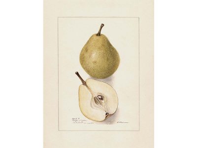 Pear IV Vintage Art Print