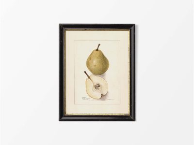 Pear IV Vintage Art Print