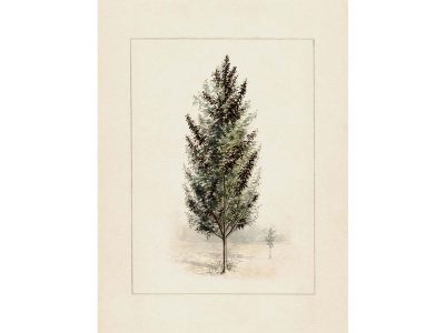 Pear Tree Vintage Art Print