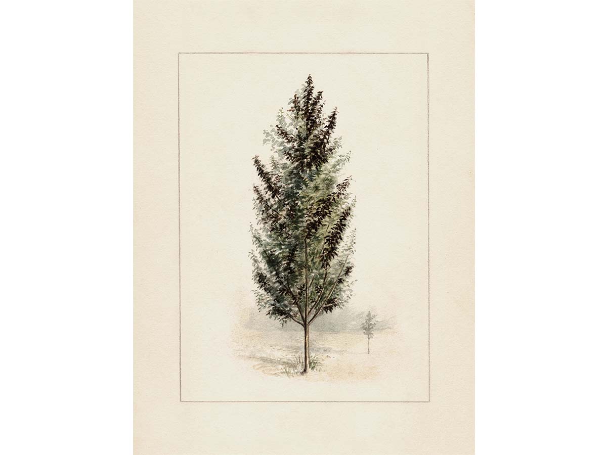 Pear Tree Vintage Art Print