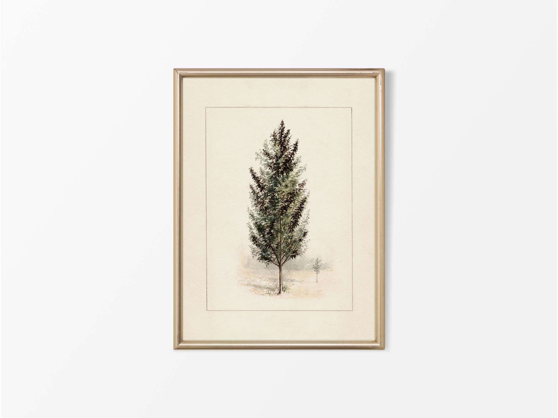 Pear Tree Vintage Art Print