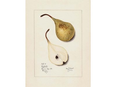 Pear V Vintage Art Print