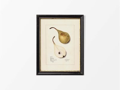Pear V Vintage Art Print