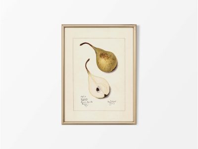 Pear V Vintage Art Print
