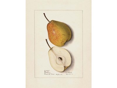 Pear VI Vintage Art Print
