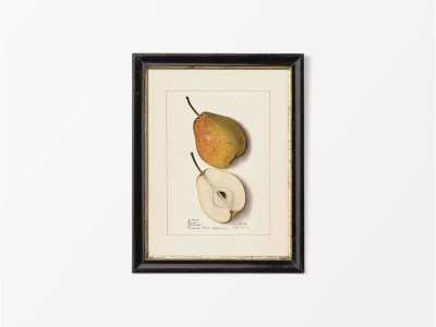 Pear VI Vintage Art Print