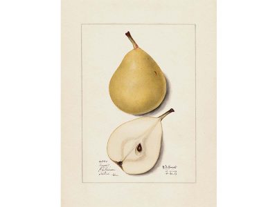 Pear VII Vintage Art Print