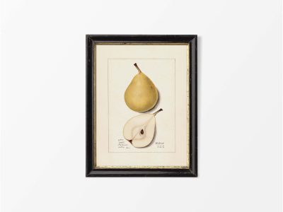 Pear VII Vintage Art Print