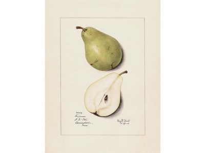 Pear Vintage Art Print